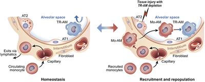 Macrophages as a Source and Recipient of Wnt Signals